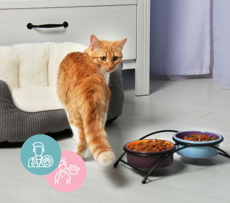 Gestion de la perte de poids et appétit chez le chat