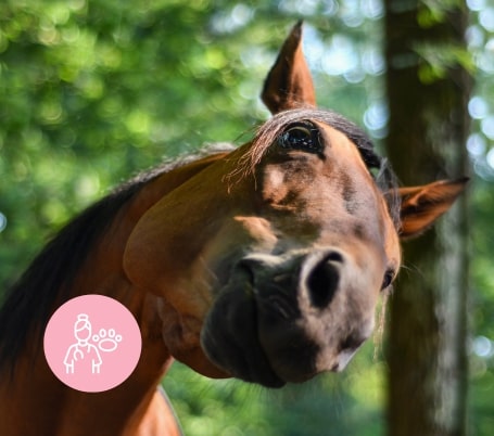 formation-vetoavenue-equine-article