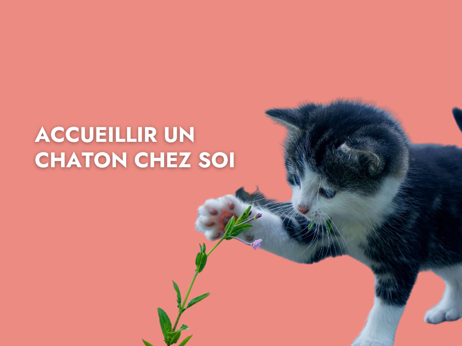 Chaton qui joue avec une plante