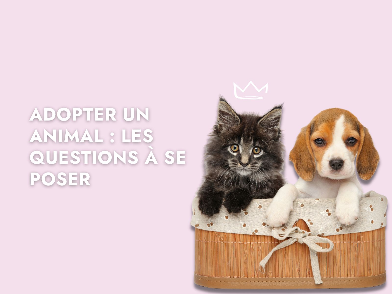 Un chaton et un chiot dans un panier