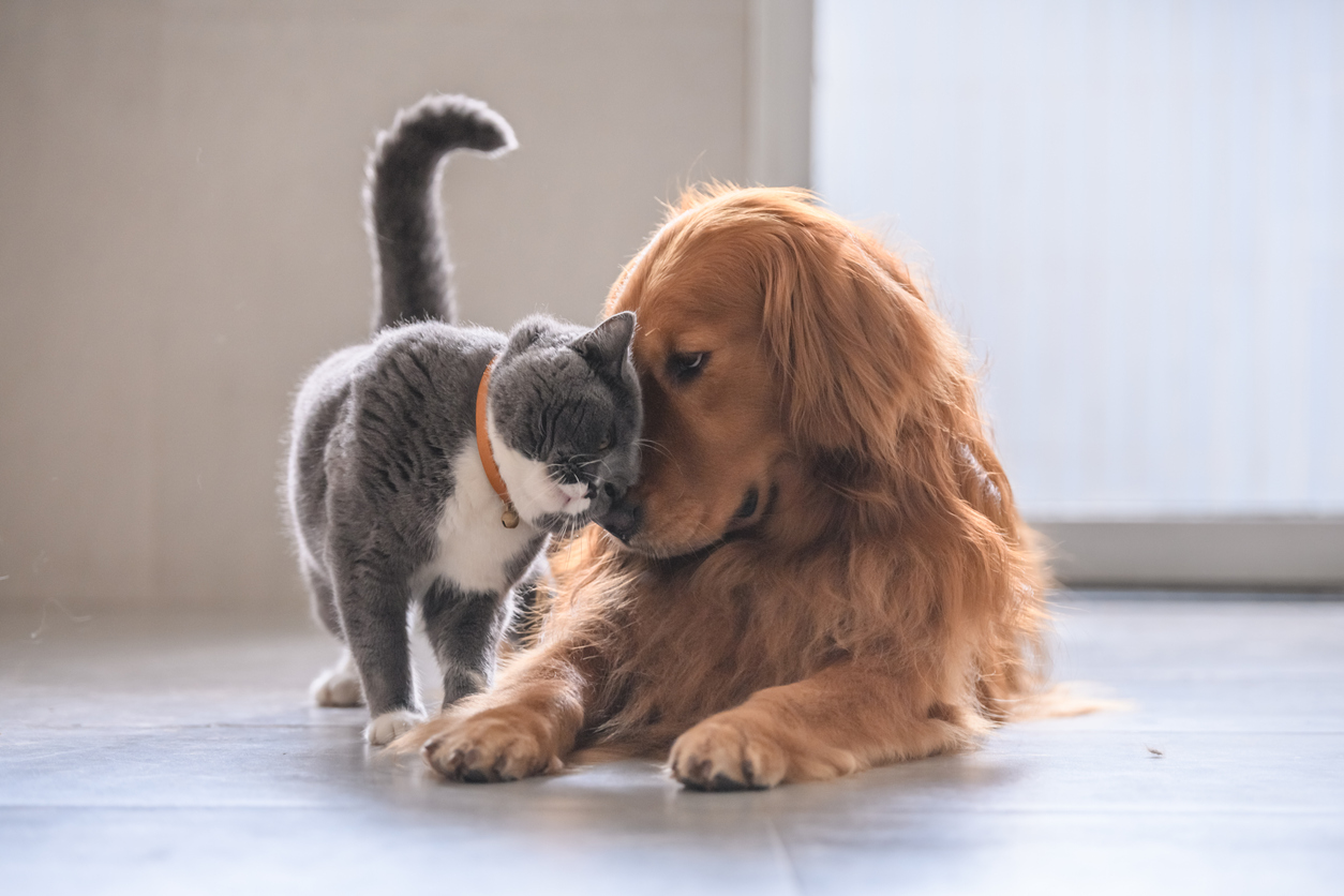 cliniques vétérinaires partenaires vetoavenue