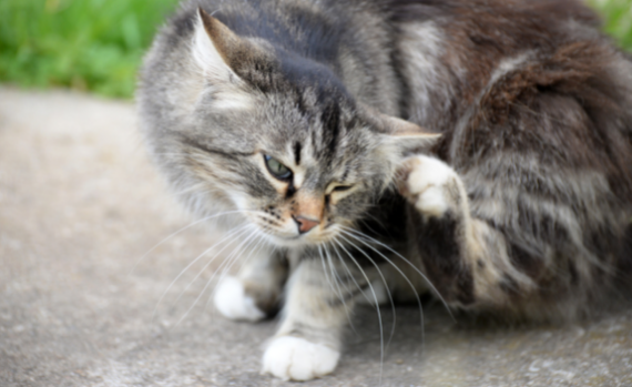 Antiparasitaire chez le chien et le chat