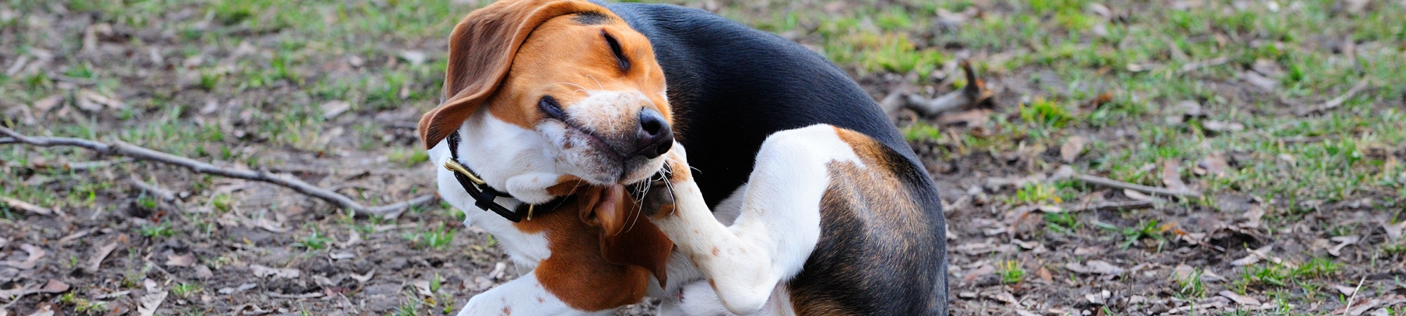 Antiparasitaire chez le chien et le chat