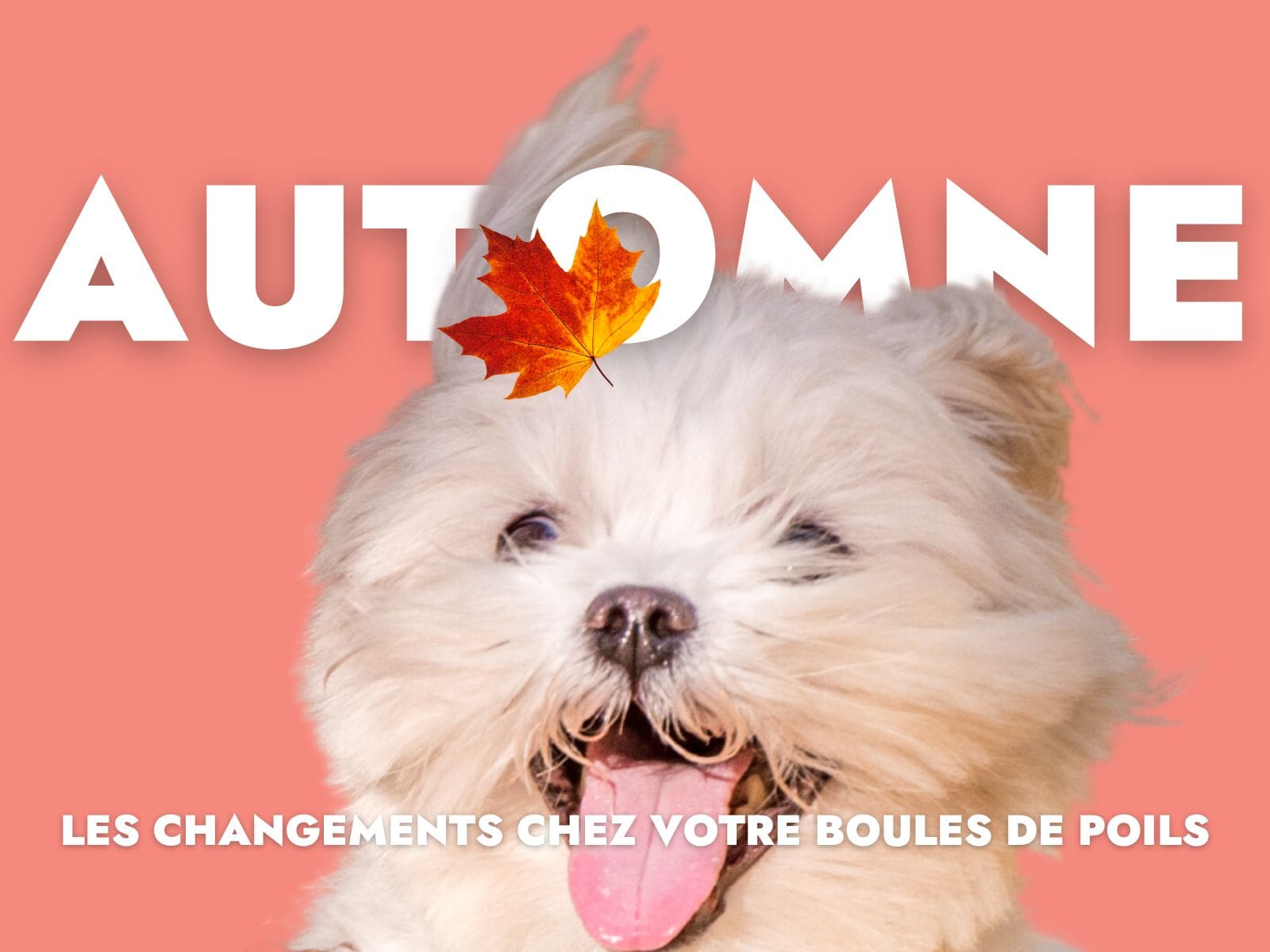 Chien blanc avec une feuille d'automne