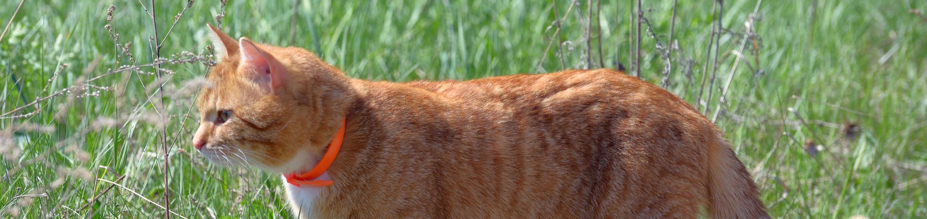 Chat dans l'herbe avec un collier antipuces