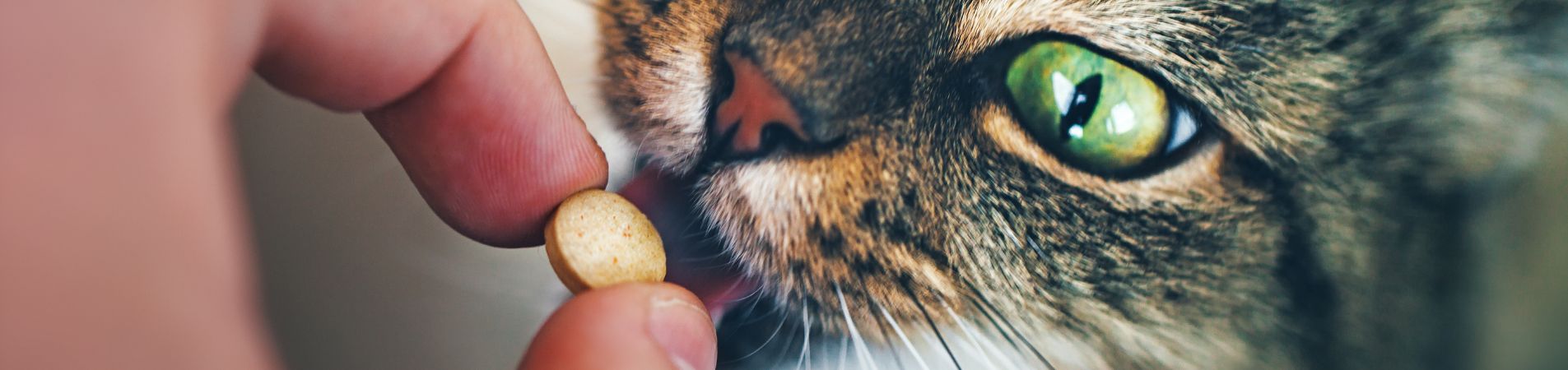 Chat qui mange un comprimé