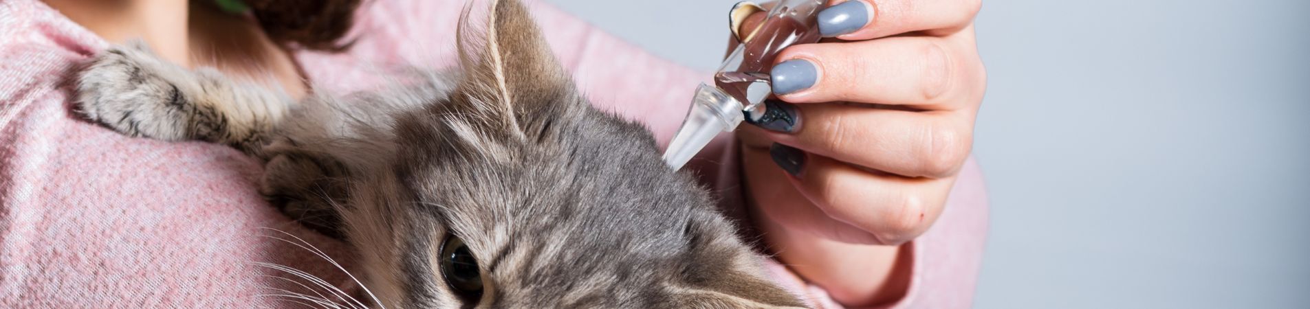 Une femme verse une pipette antiparasitaire dans le cou d'un chat