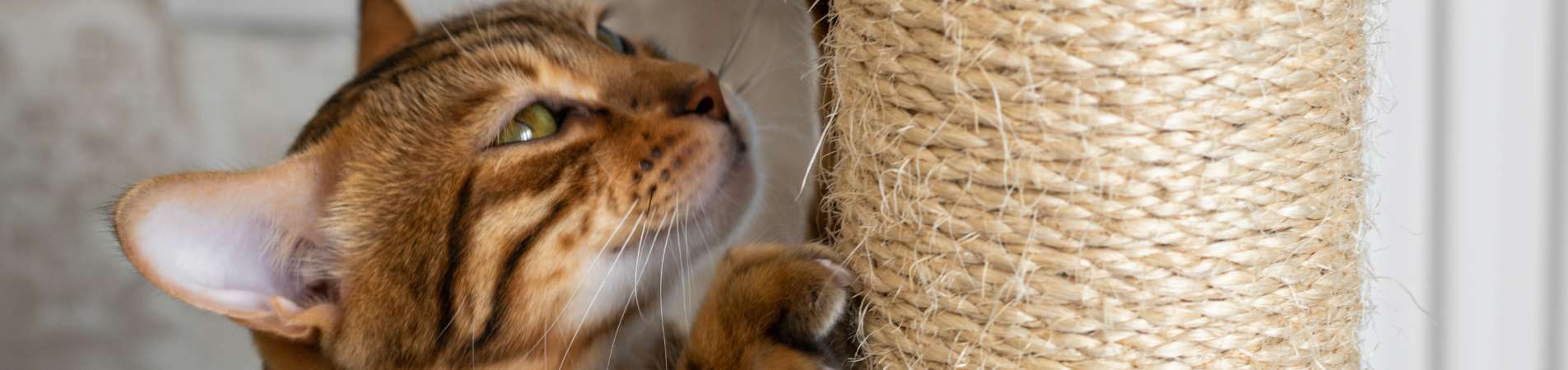 Un chat qui fait ses griffes