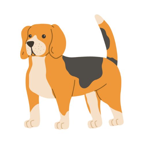 Illustration d'un beagle
