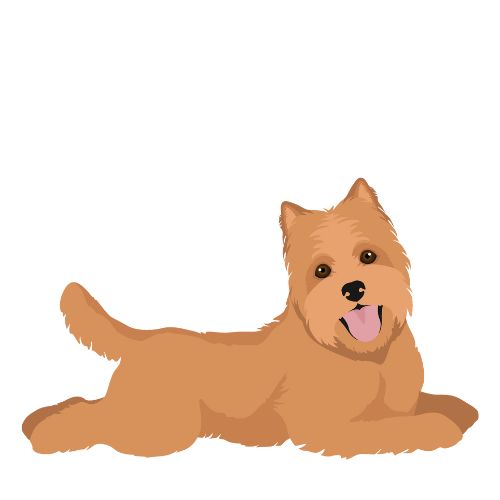 Illustration d'un chien allongé qui tire la langue
