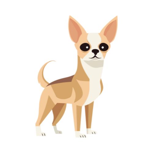 Illustration d'un chihuahua