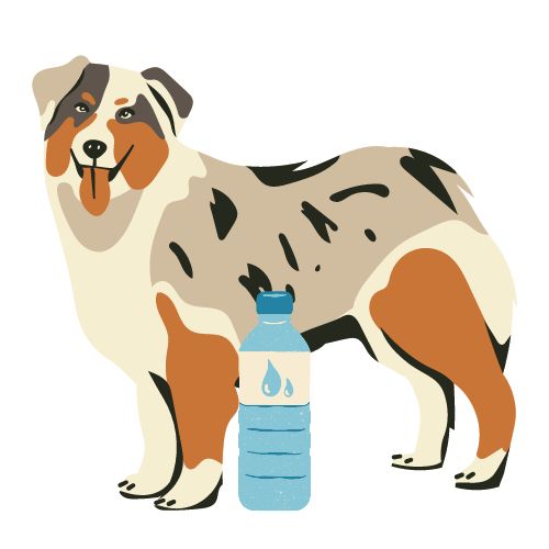 Illustration d'un berger australien avec une bouteille d'eau