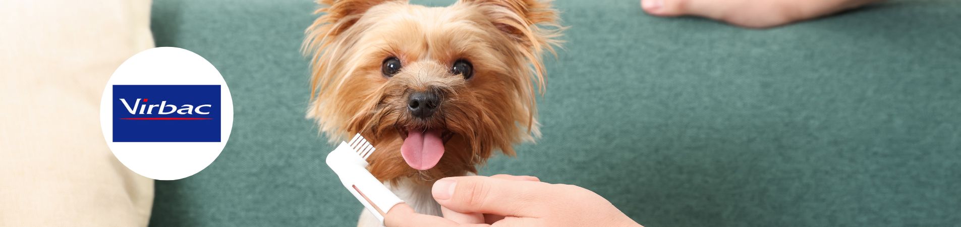 Petit chien avec une brosse à dents