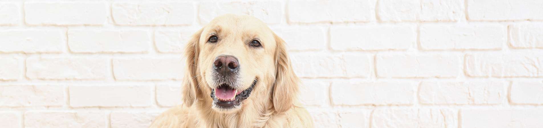 brossage des dents du chien