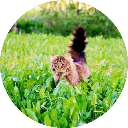 Chat dans de l'herbe