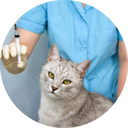 Chat qui se fait vacciner