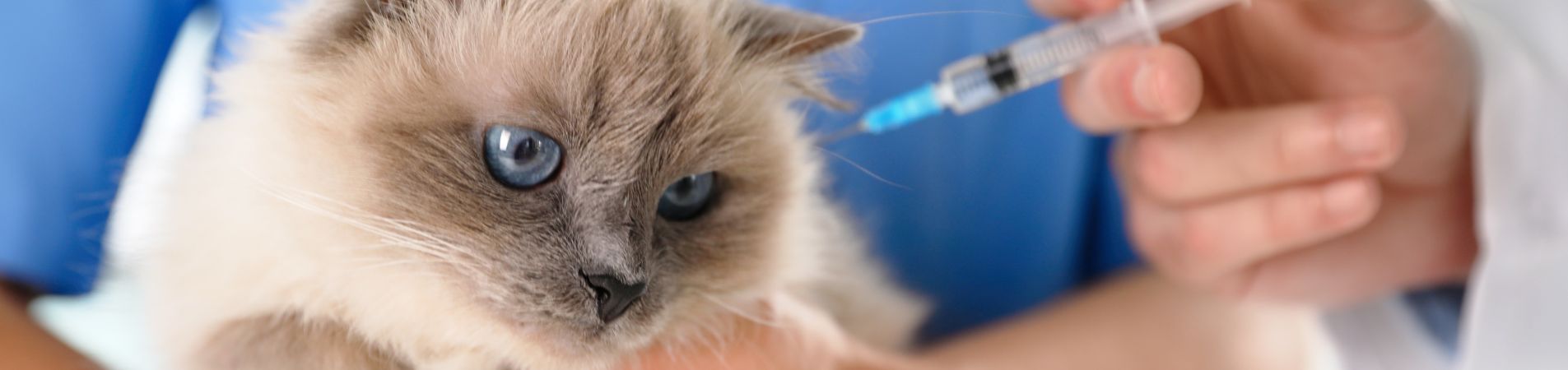 Chat qui se fait vacciner