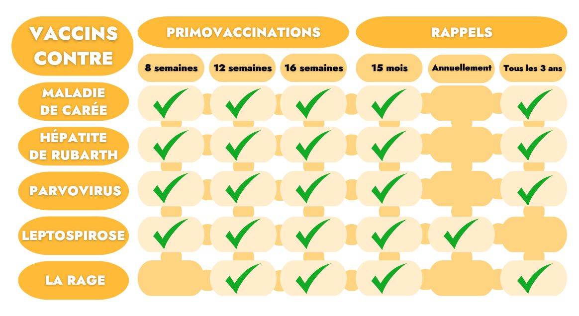 Calendrier de rappel des vaccins des chiens