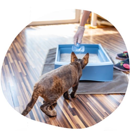 chat litière