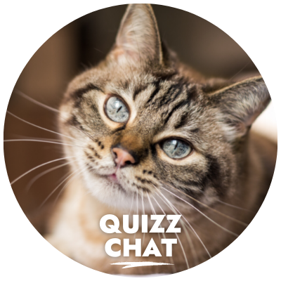 Quizz du chat