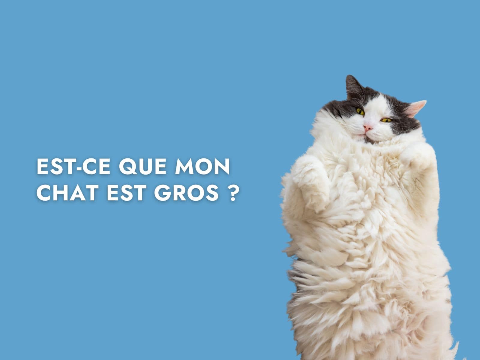 Un chat en surpoids sur le dos avec le titre de l'article ''est-ce que mon chat est gros ?''