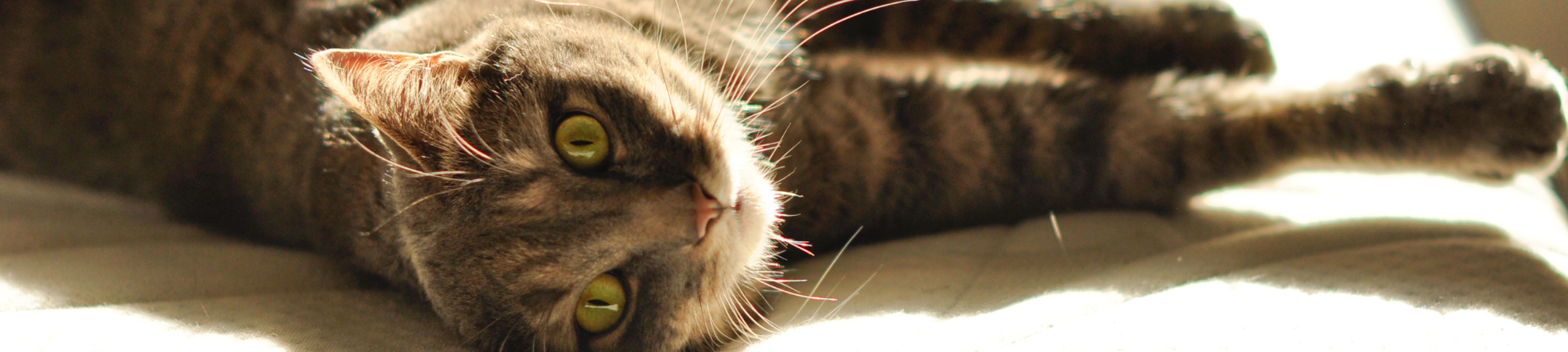 Chat canicule