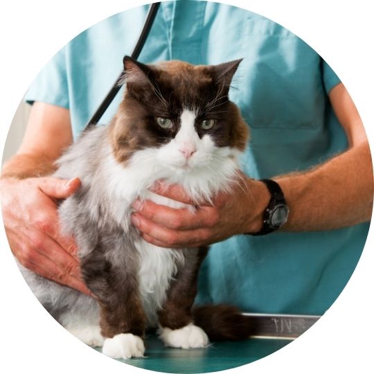 Un chat dans les bras d'un vétérinaire