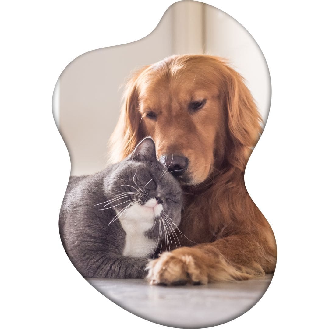 Un chat et un chien qui se font un calin