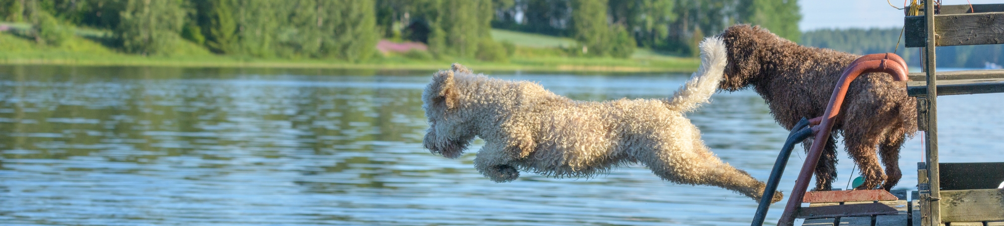 chiens mouillé, saut dans l'eau