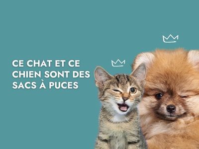 chien-chat-sac-a-puce