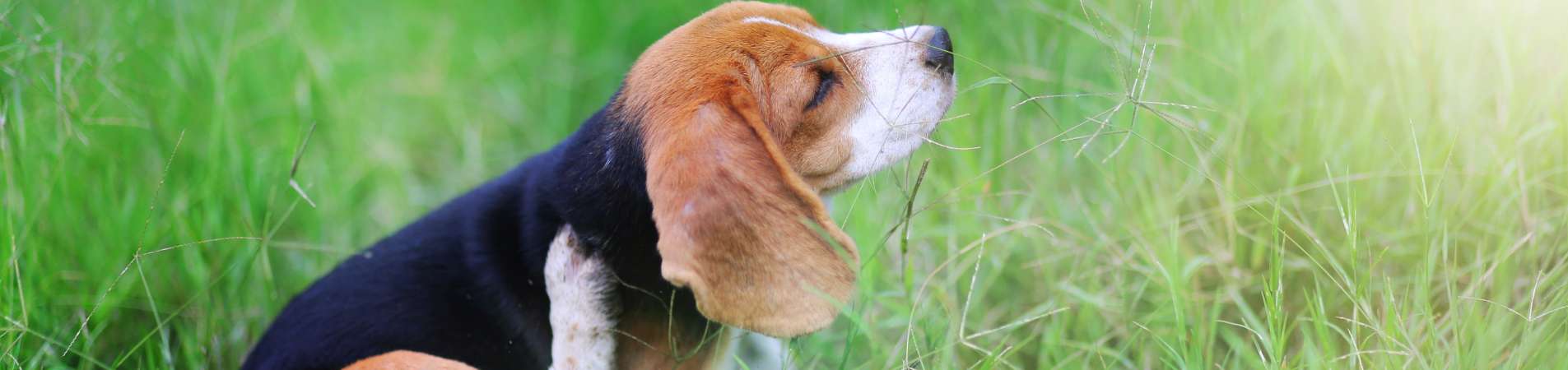 Chien qui se gratte