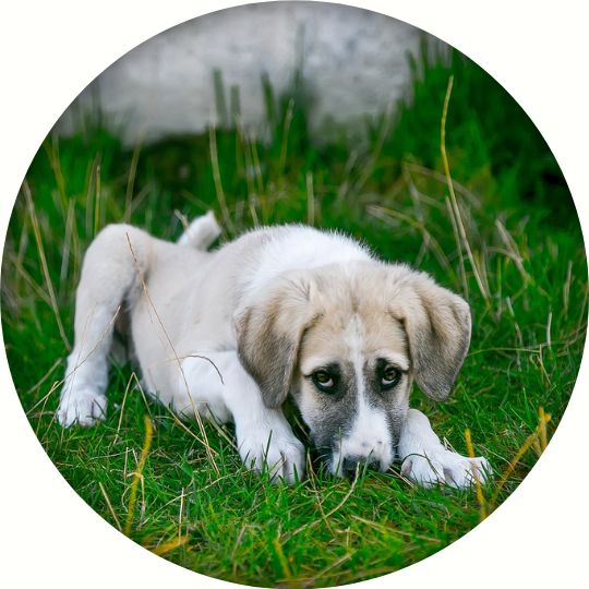 Chien dans l'herbe