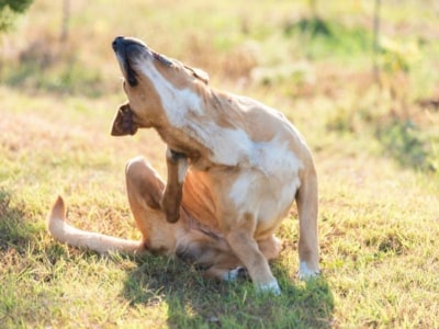 chien-se-gratte-que-faire