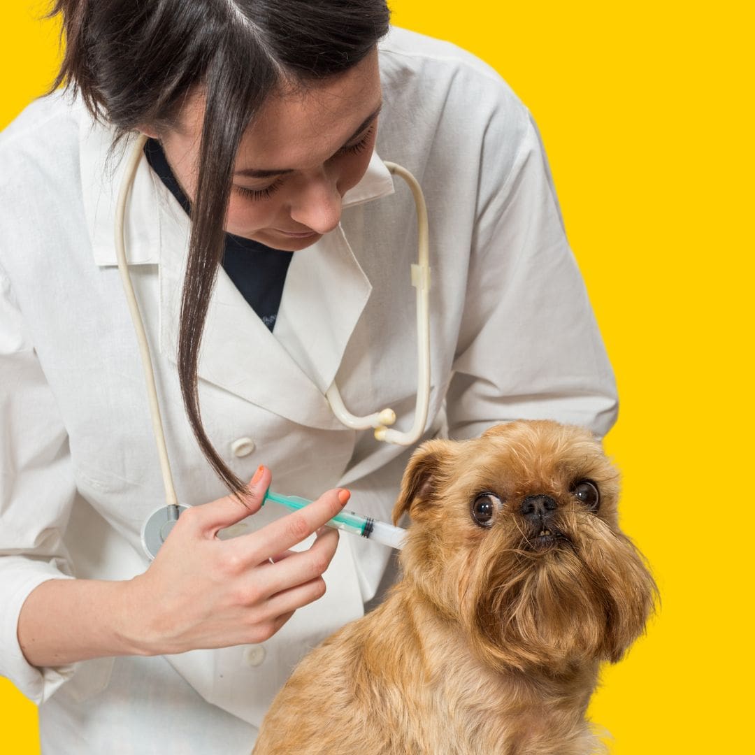 Chien qui se fait vacciner