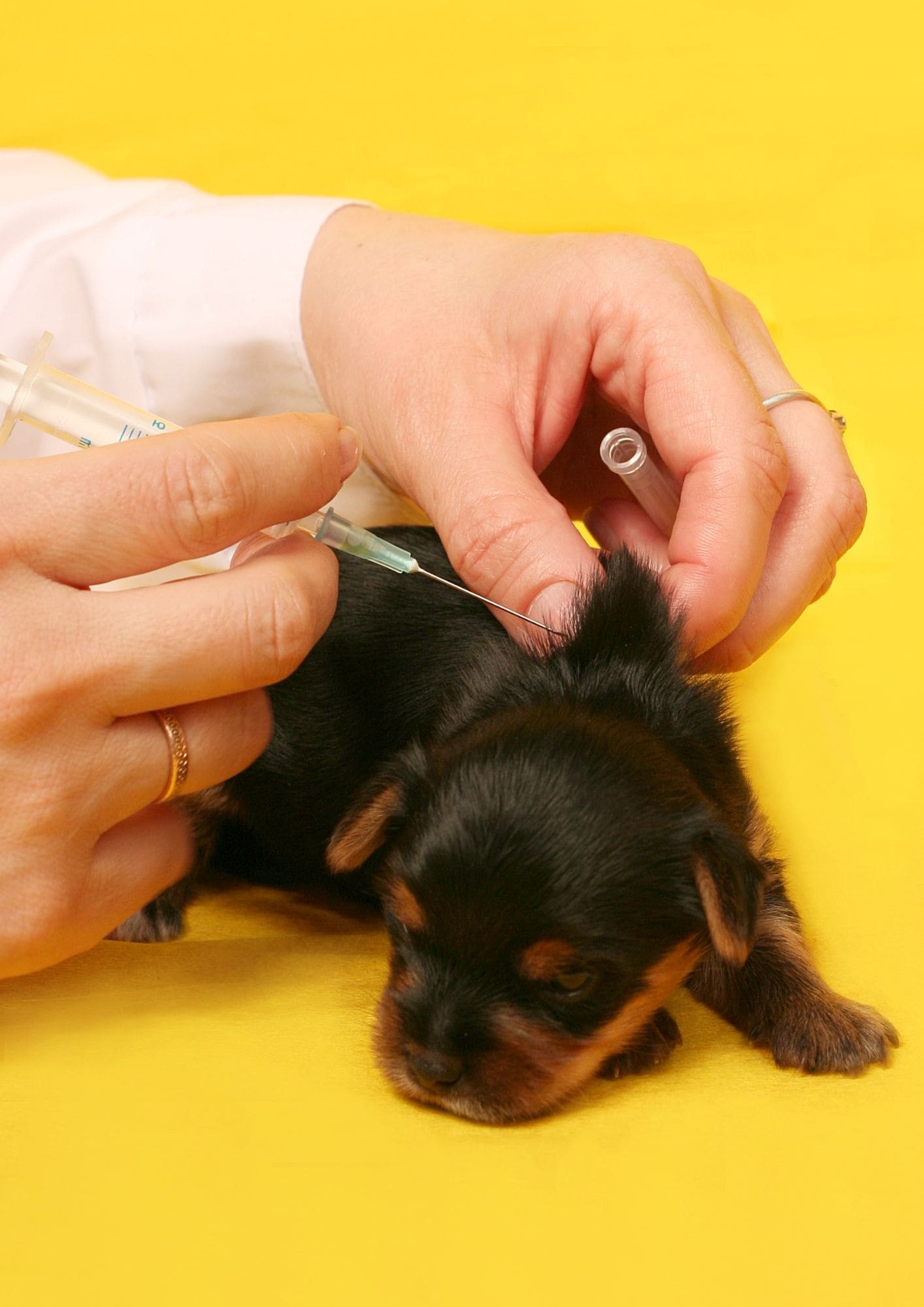 Chiot qui se fait vacciner