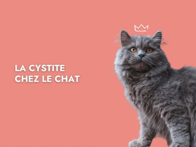 cystite-chat-symptomes-diagnostic-traitement