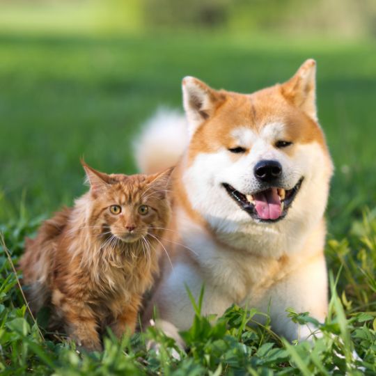 Un chat et un chien adultes