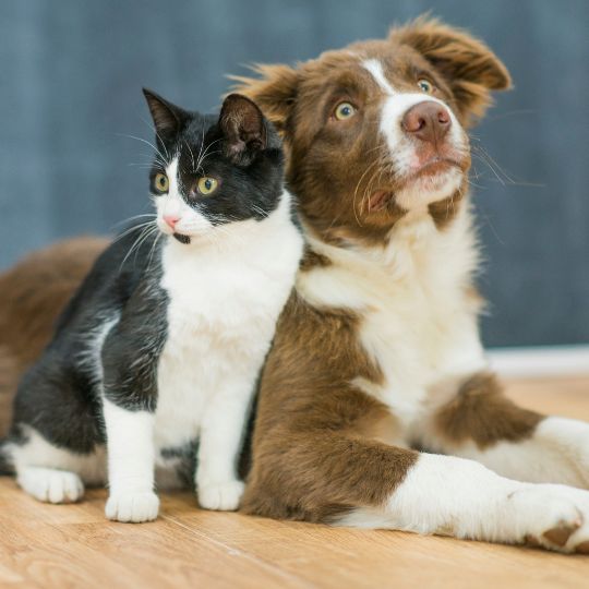 Un chat et un chien seniors
