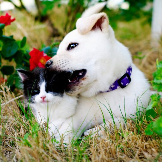 Un chiot et un chaton