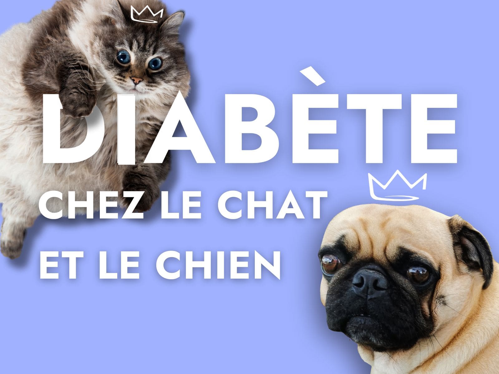 Le diabète chez le chat