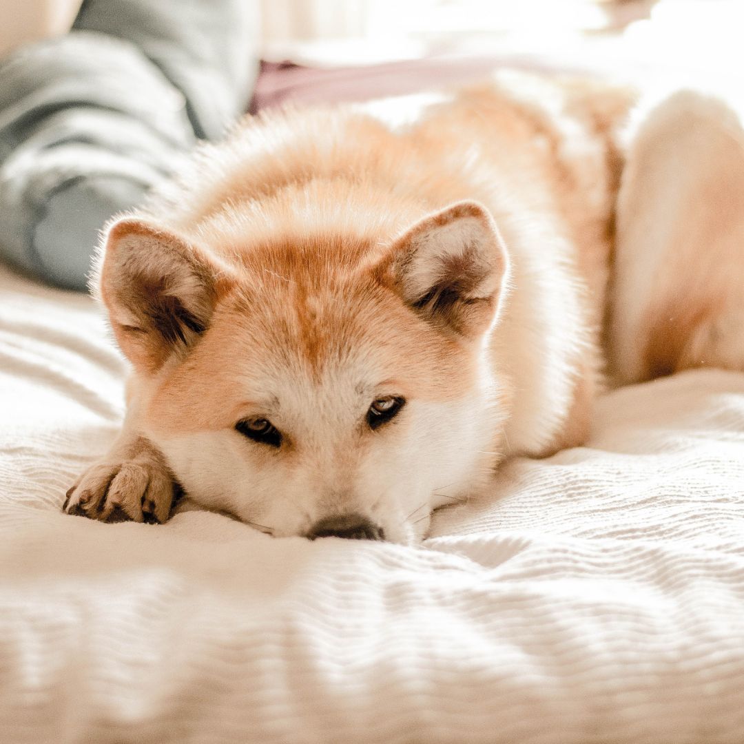 Chien allongé sur un lit