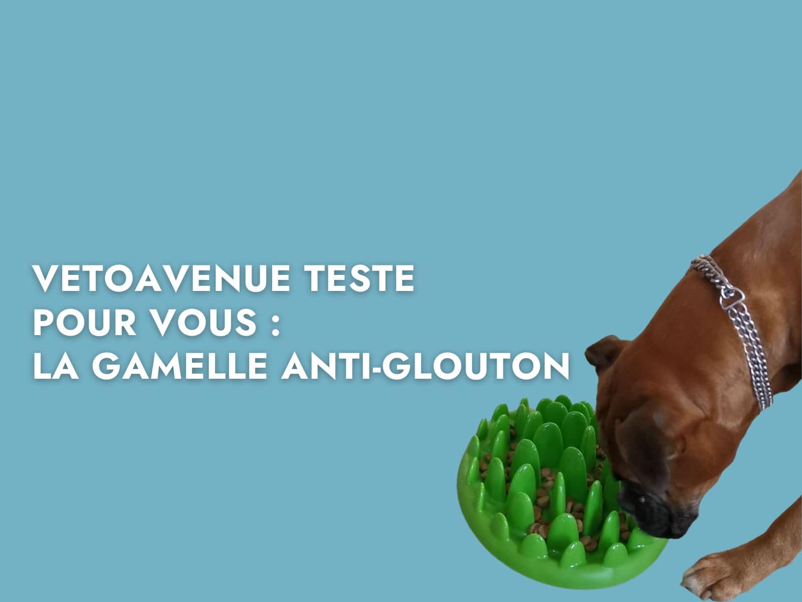 Chien avec une gamelle anti-glouton