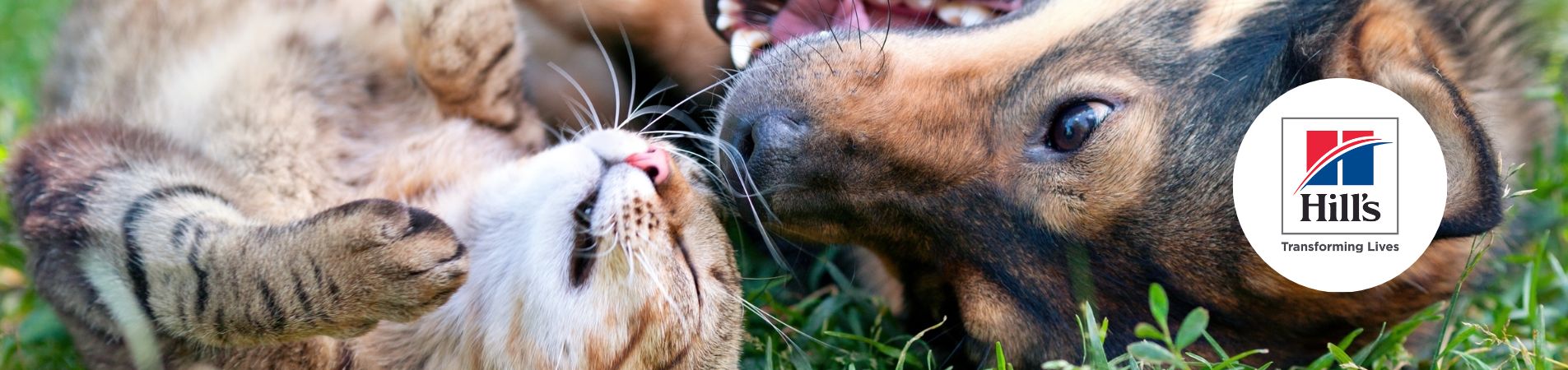 Chien et chat