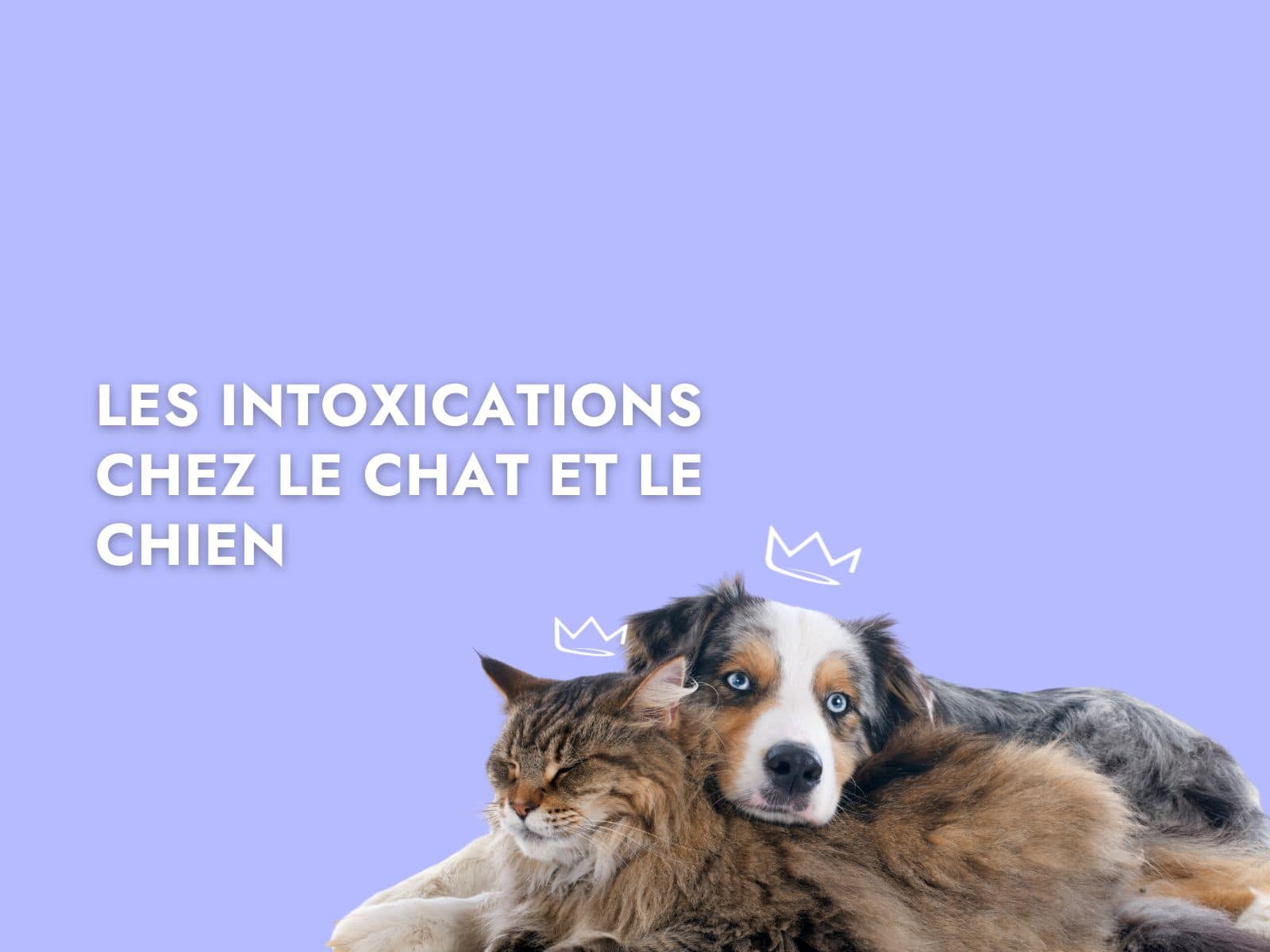 Chat et chien allongés