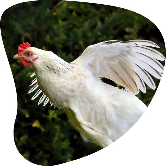 Poule blanche qui vole