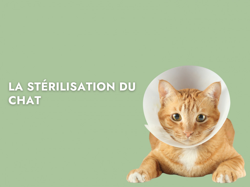 prix veto sterilisation chat