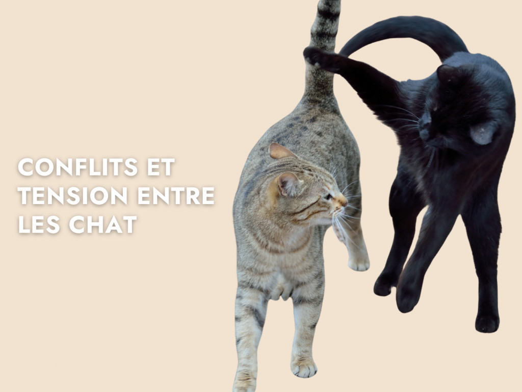 Conflits et tensions entre les chats : comprendre, prévenir et résoudre ...