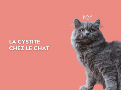 La cystite chez le chat : Symptômes, Diagnostic et traitement