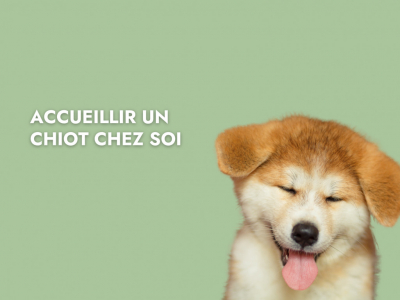 Comment accueillir un chiot chez soi