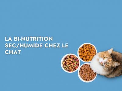 La bi-nutrition sec/humide chez le chat